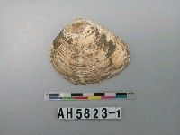 藏品(大蜆)的圖片